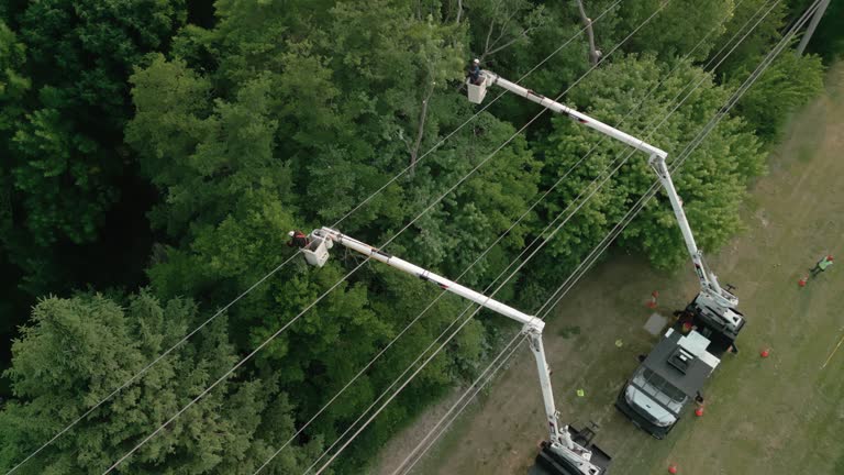 How Our Tree Care Process Works  in  Westchester, FL